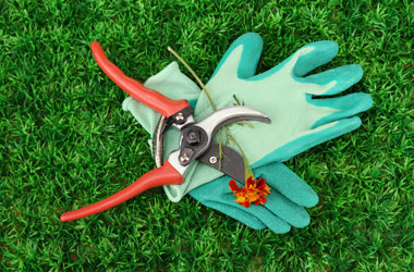 Limpieza de jardines y podas